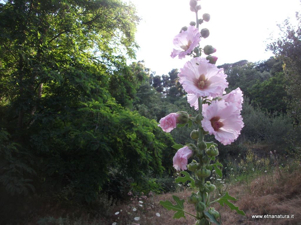 Malva olbia