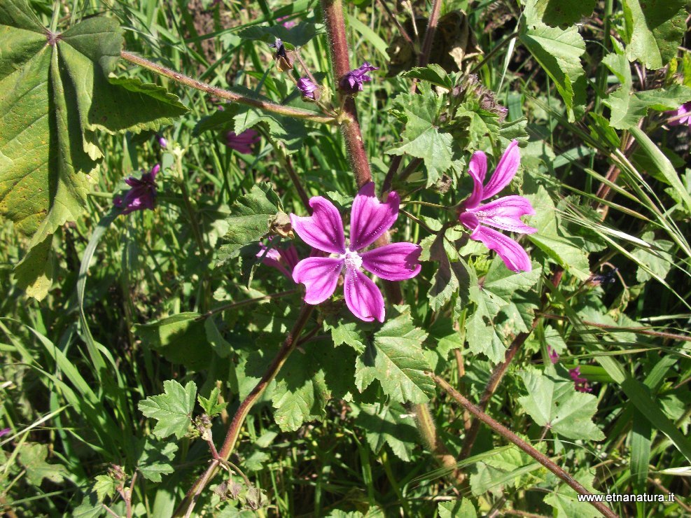 Malva sylvestris