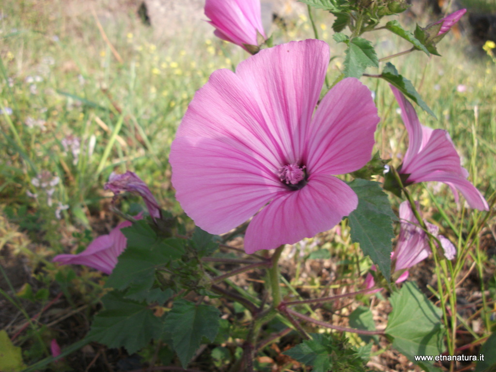 Malva trimestris