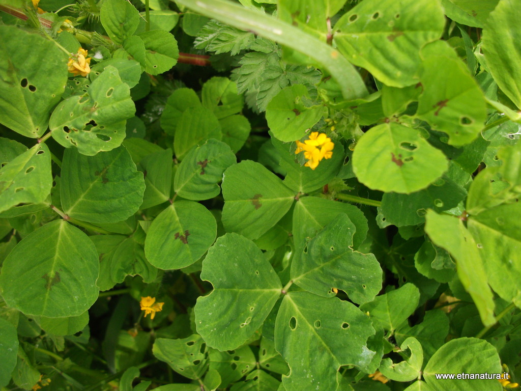 Medicago arabica