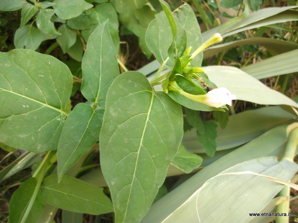 Mirabilis jalapa