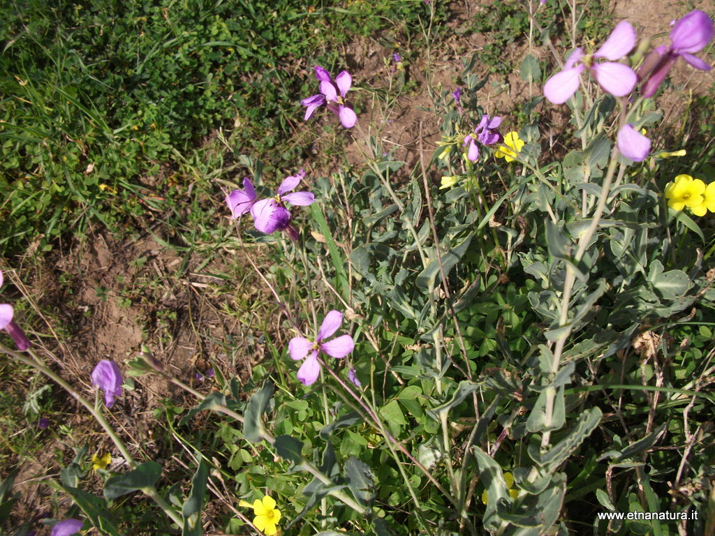 Moricandia arvensis