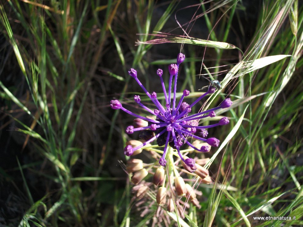 Muscari comosum