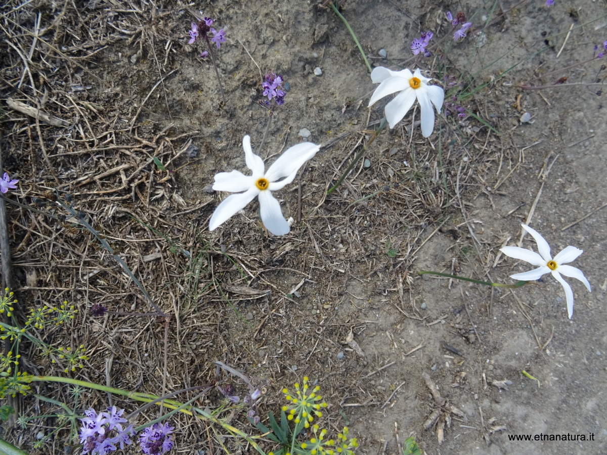 Narcissus obsoletus