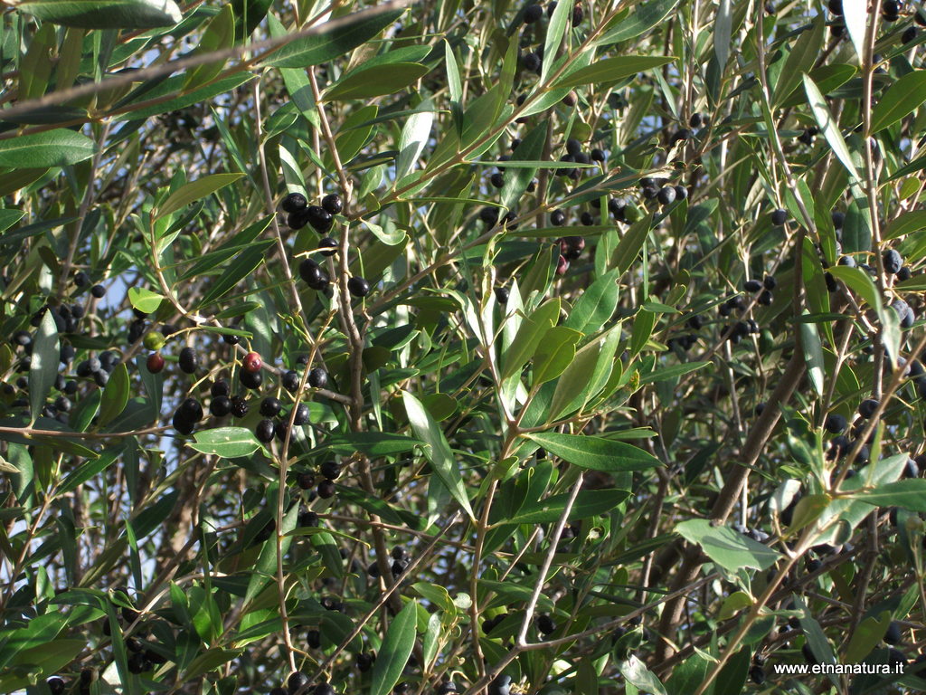 Olea europaea sylvestris