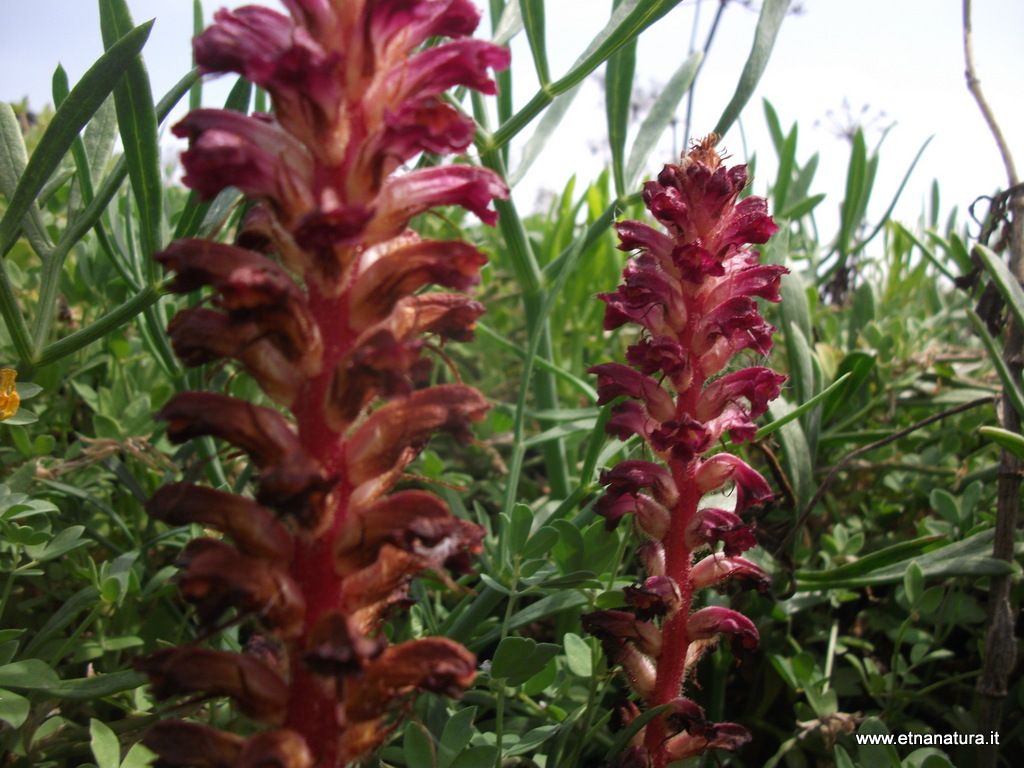 Orobanche sanguinea