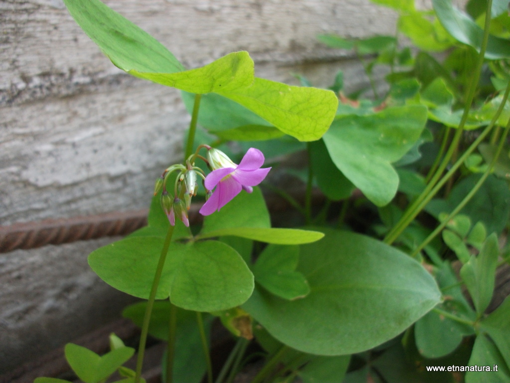 Oxalis articulata