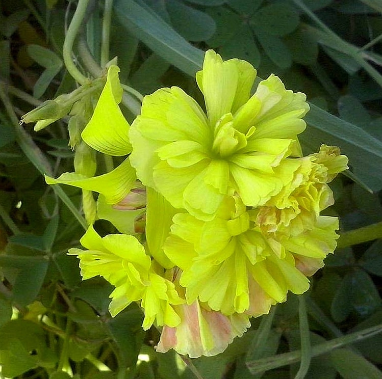 Oxalis pes-caprae pleniflora