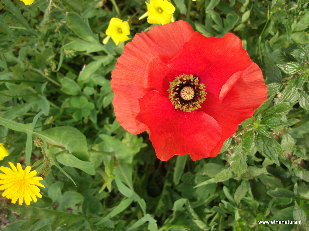 Papaver rhoeas