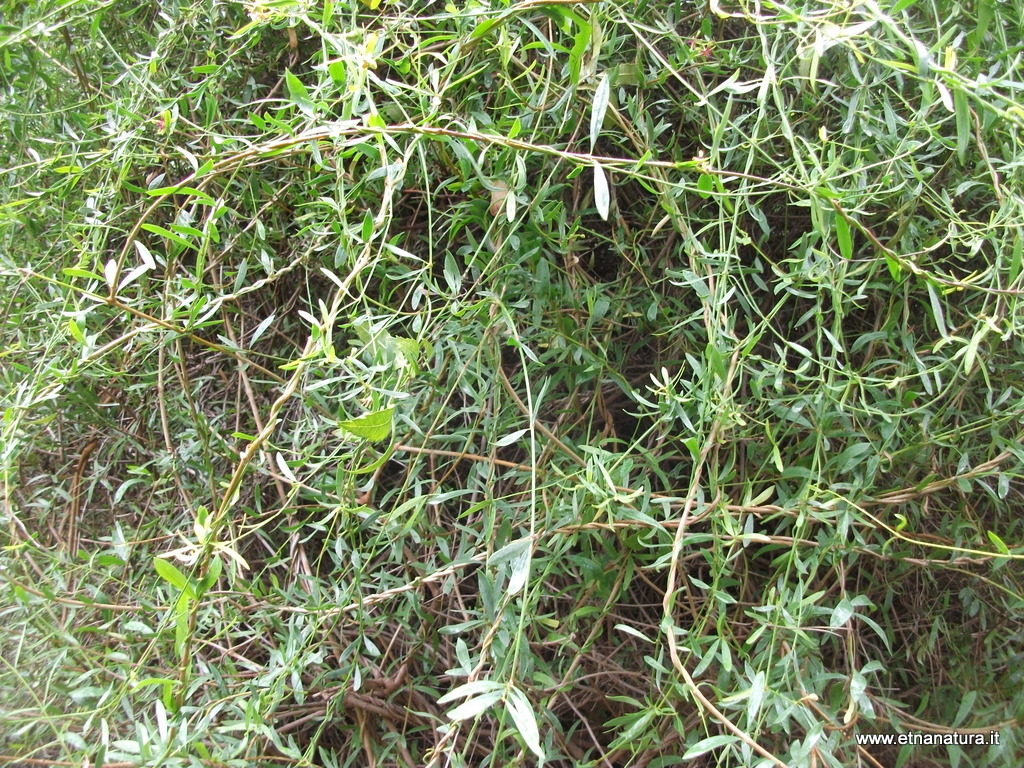 Periploca angustifolia