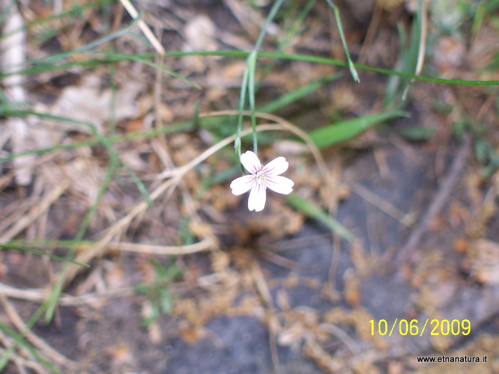 Petrorhagia saxifraga