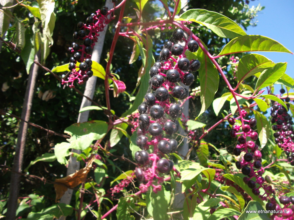 Phytolacca