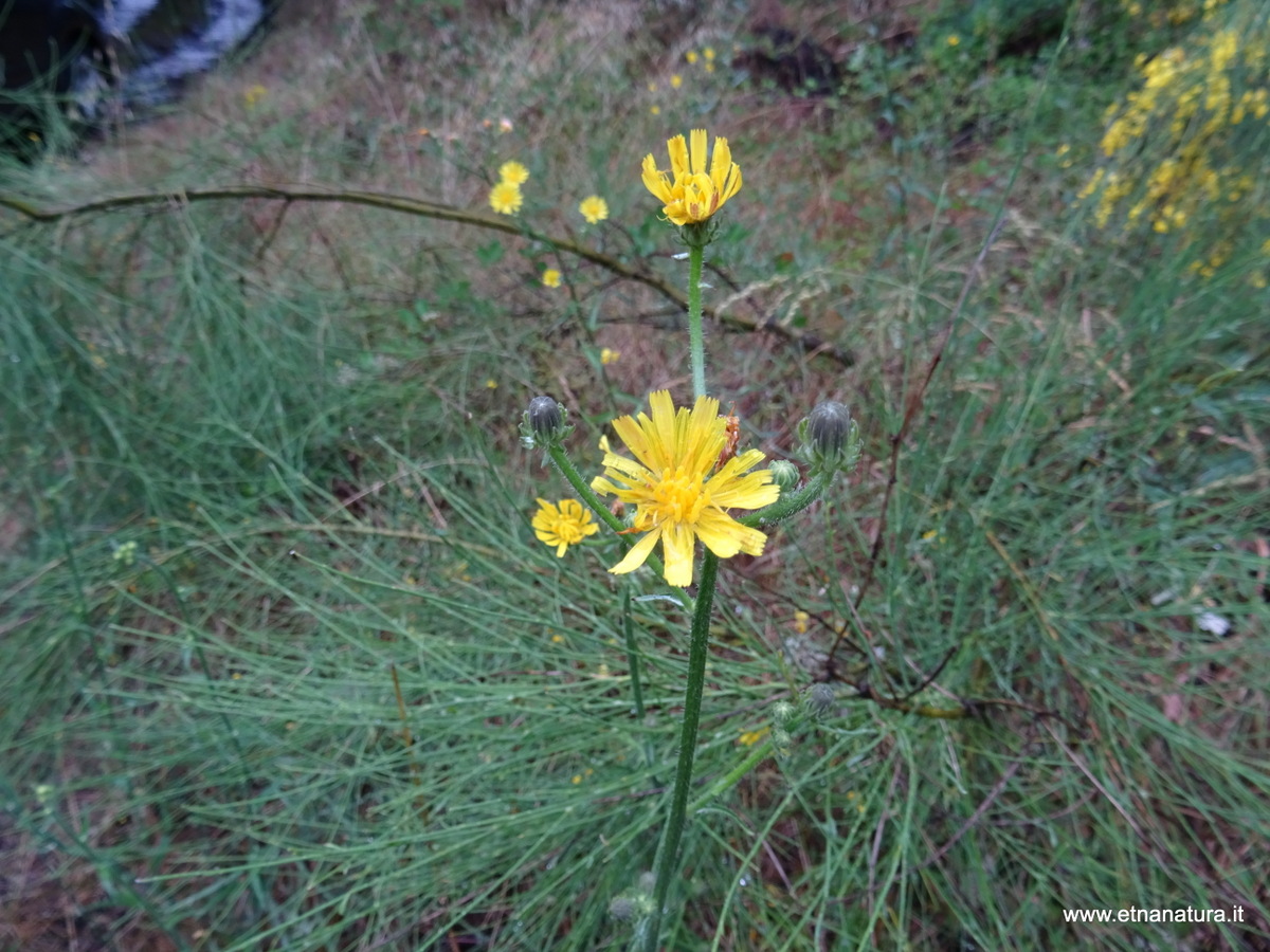 Picris hieracioides