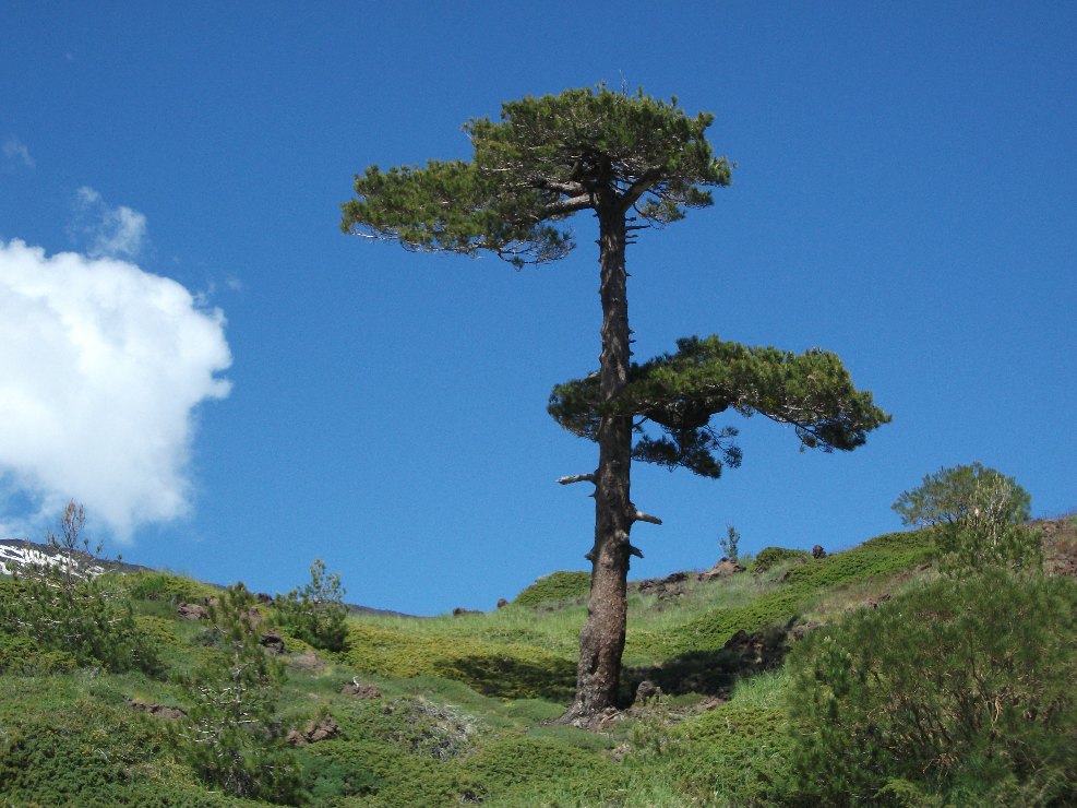 Pinus nigra calabrica