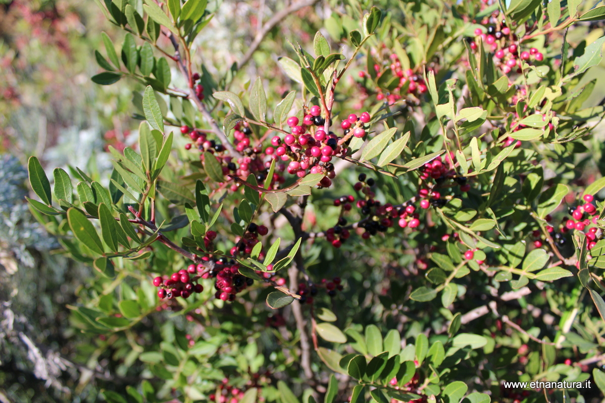 Pistacia lentiscus