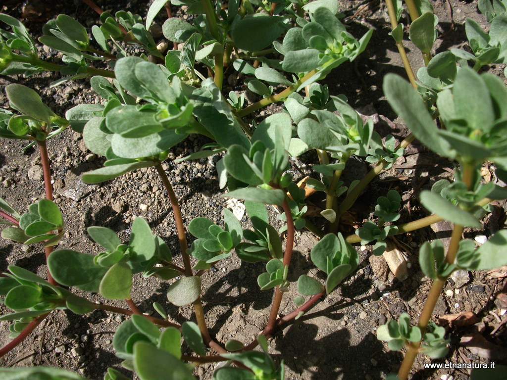 Portulaca oleracea