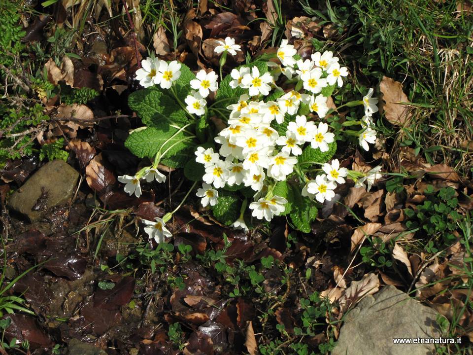 Primula vulgaris