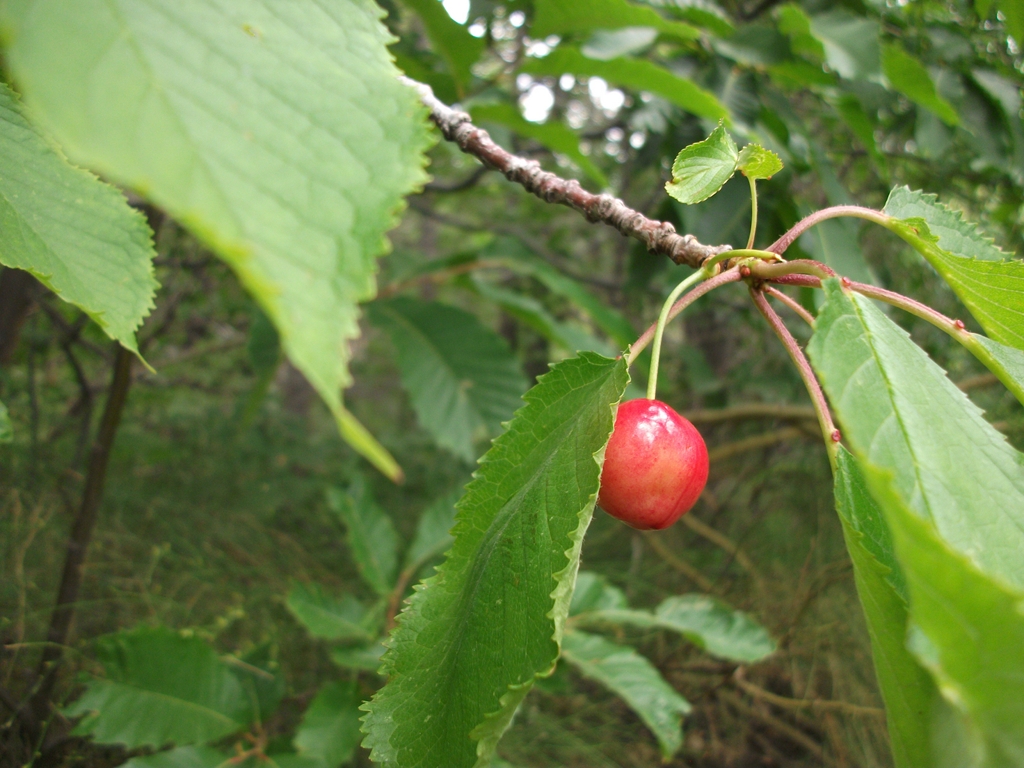 Prunus avium