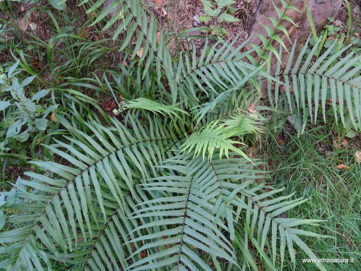 Pteris vittata