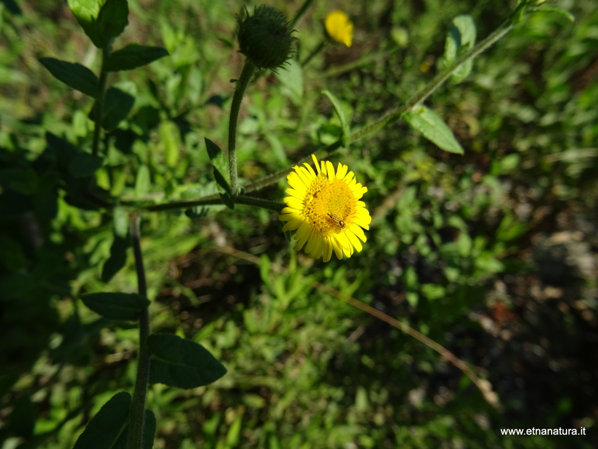 Pulicaria dysenterica