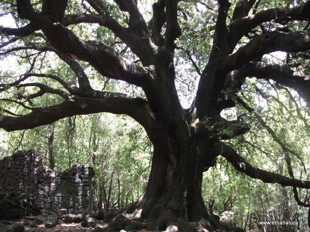 Quercus ilex