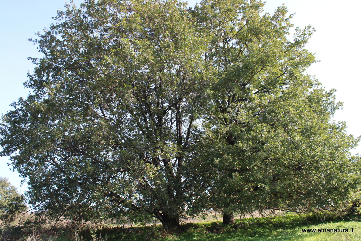 Quercus pubescens