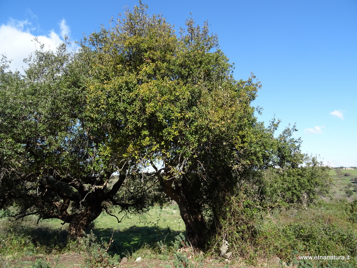 Quercus suber