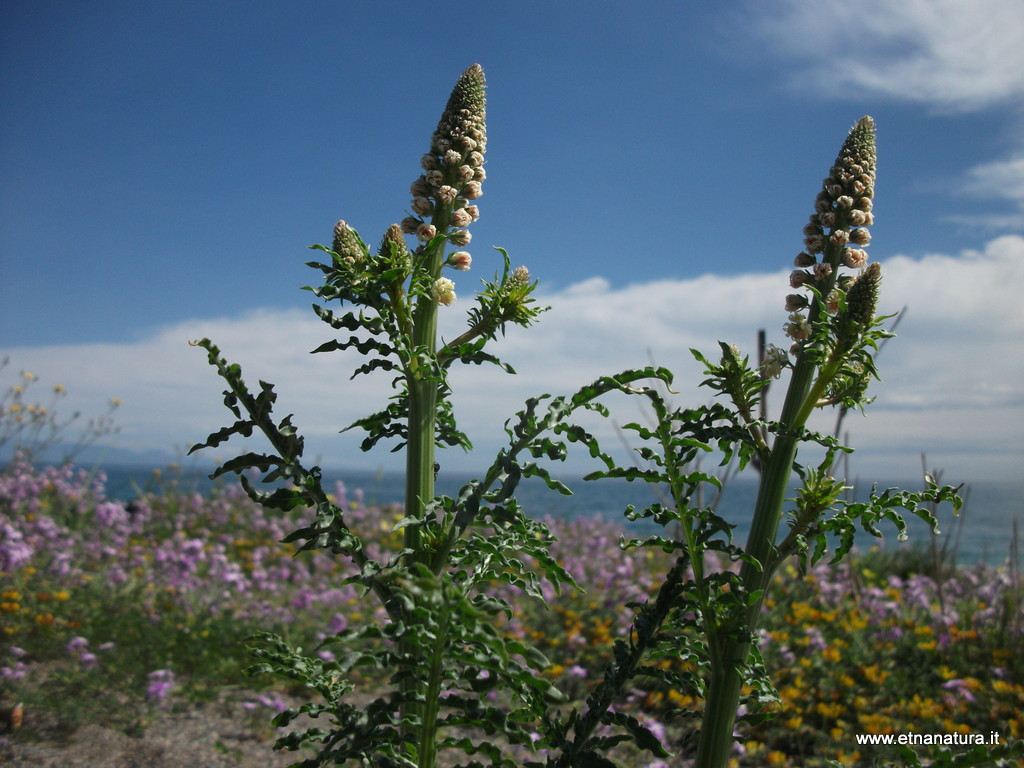 Reseda alba