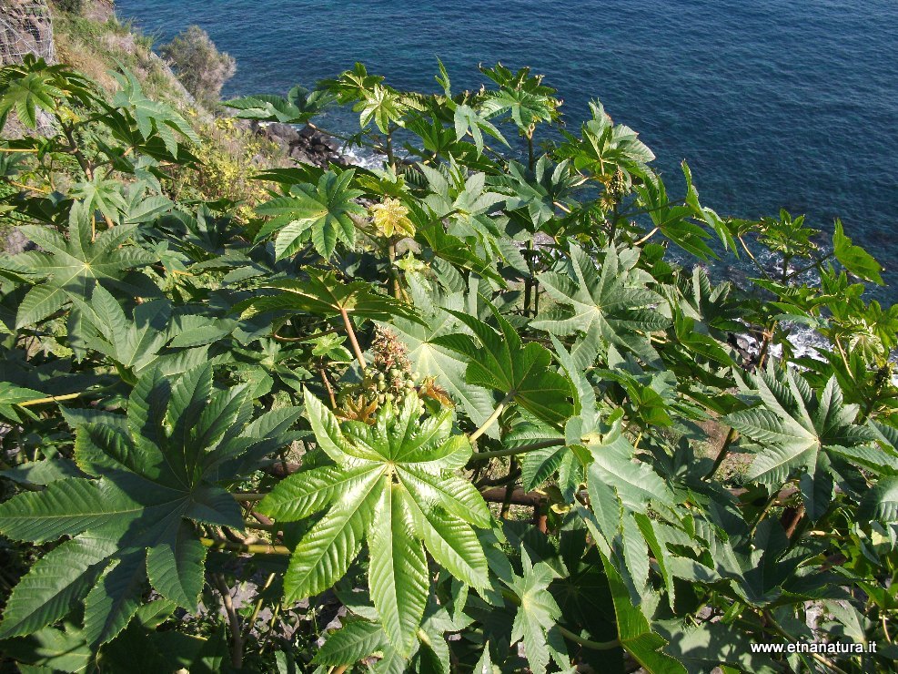 Ricinus communis