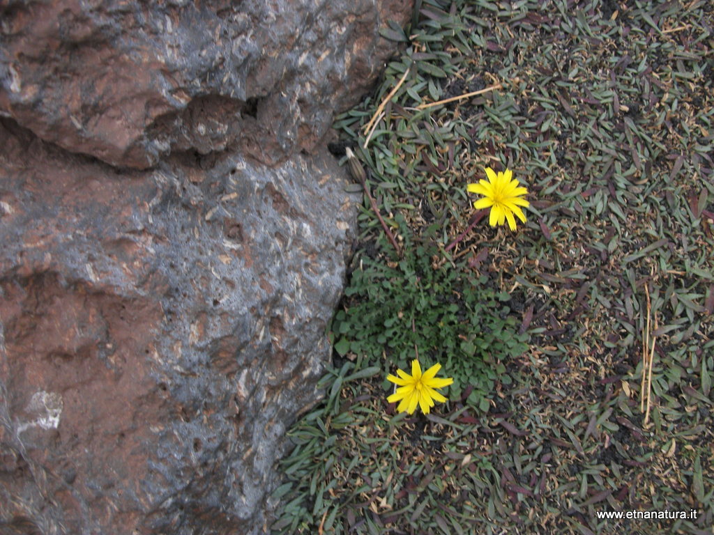 Robertia taraxacoides