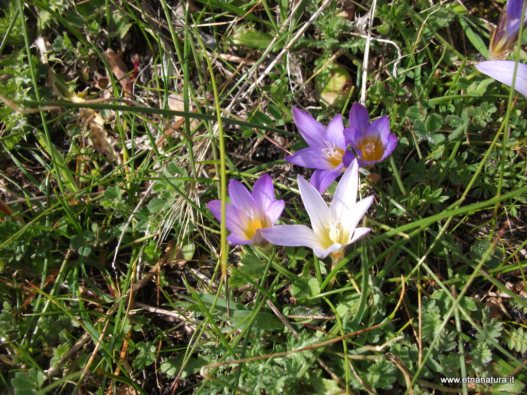 Romulea bulbocodium