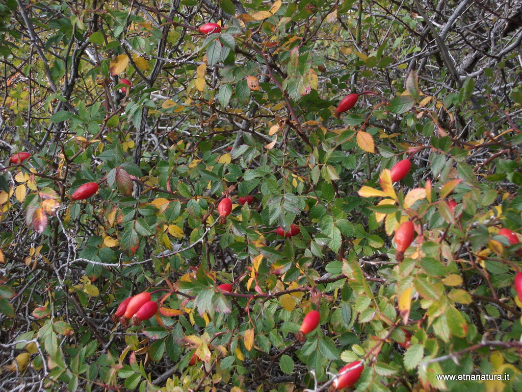 Rosa canina