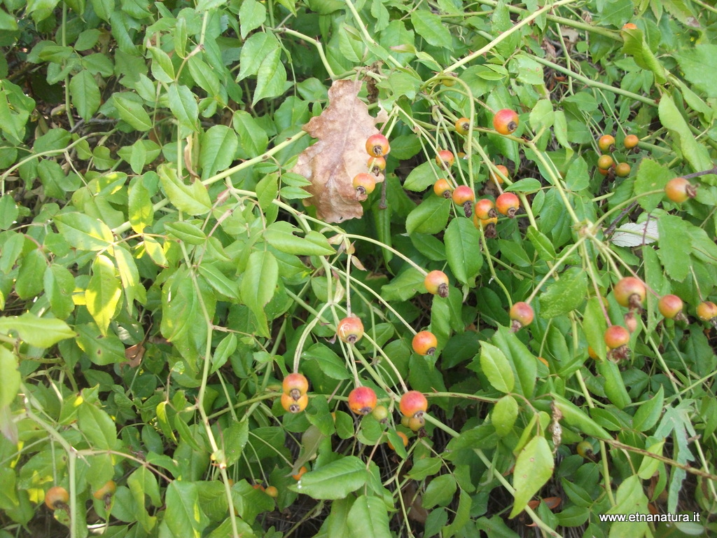 Rosa sempervirens