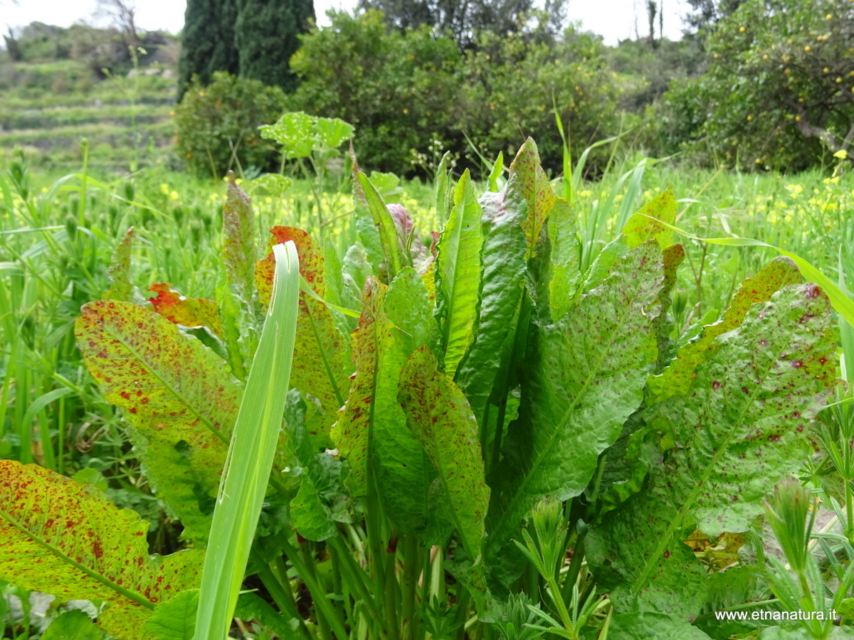 Rumex crispus