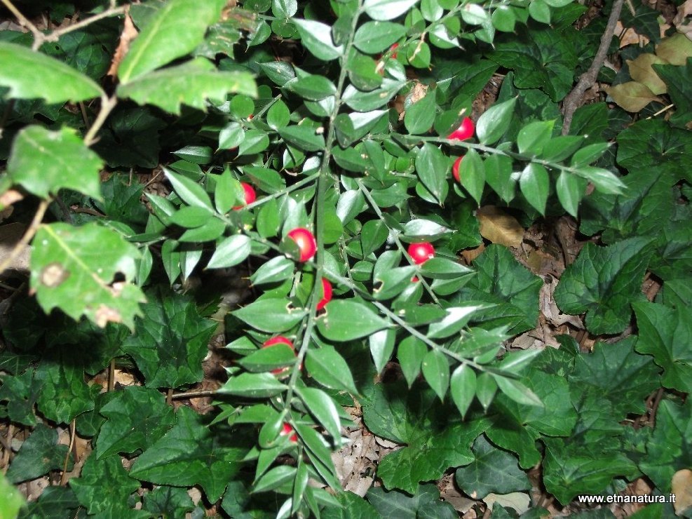 Ruscus aculeatus