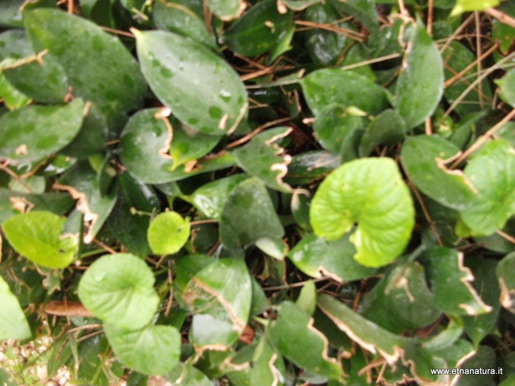 Ruscus hypophyllum