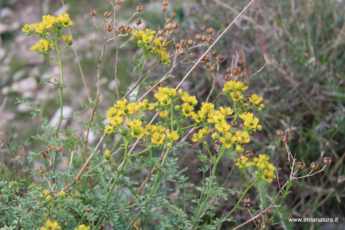 Ruta chalepensis