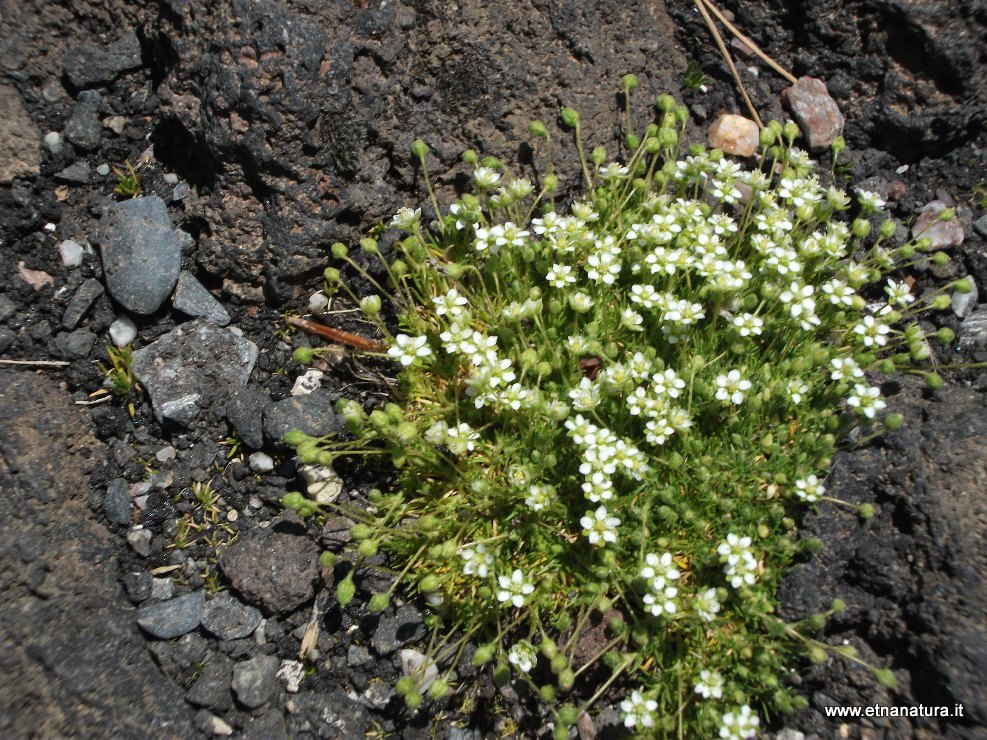 Sagina subulata