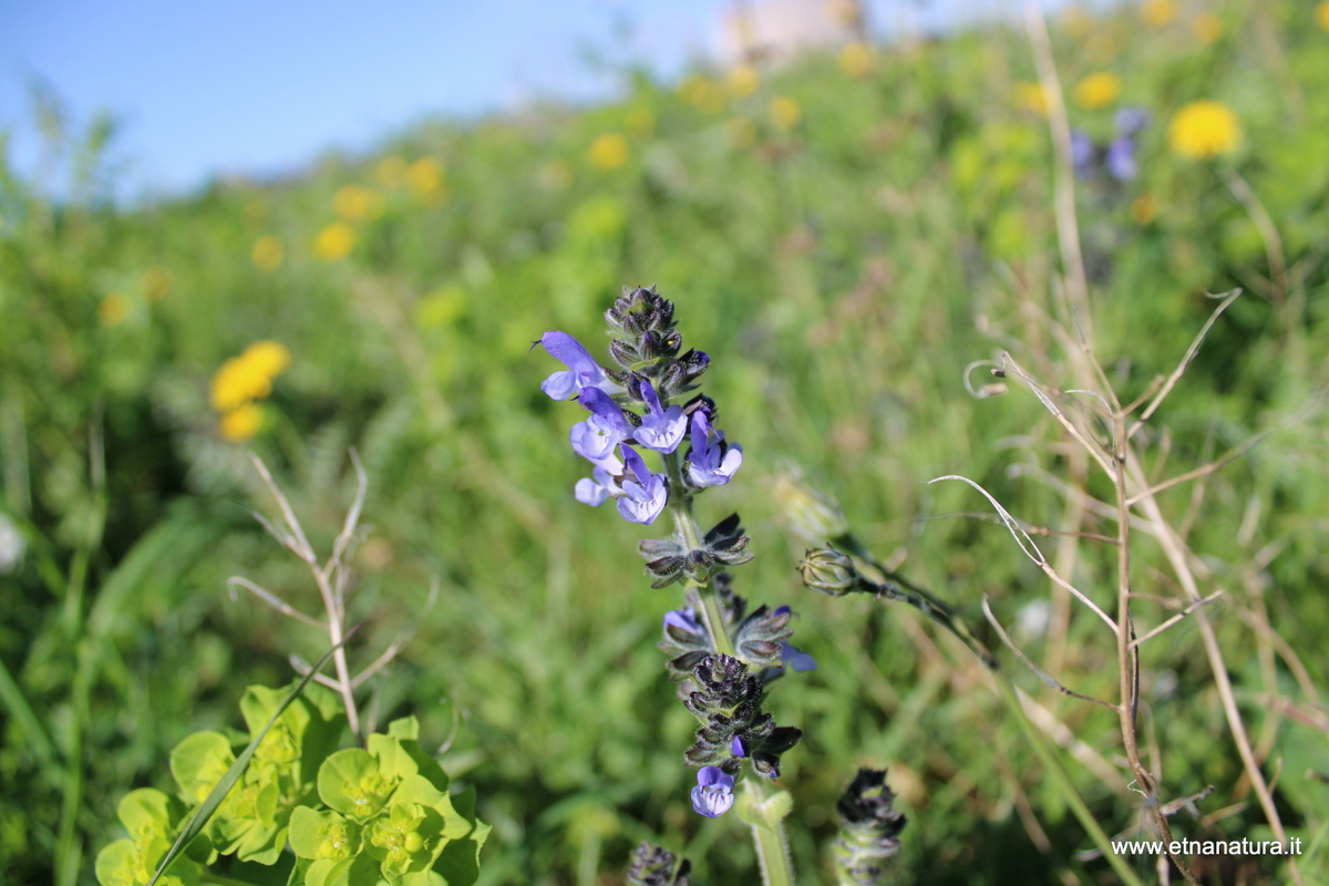 Salvia verbenaca
