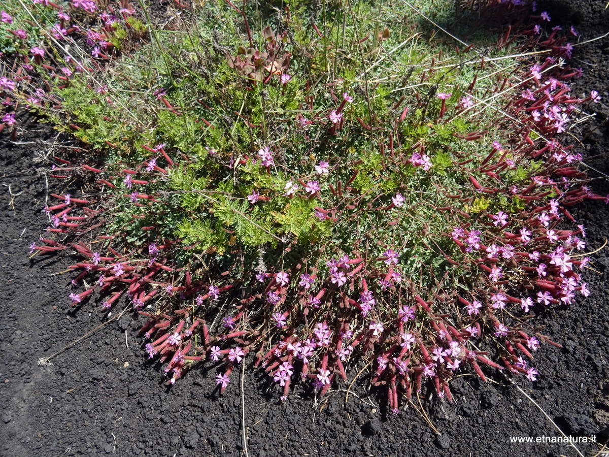 Saponaria sicula