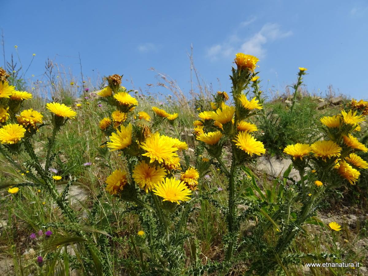 Scolimus grandiflorus