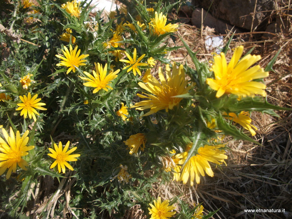 Scolymus hispanicus