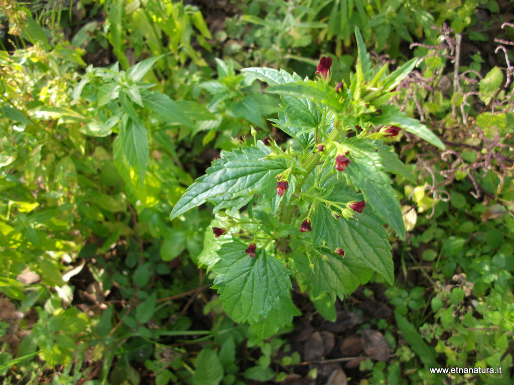 Scrophularia peregrina