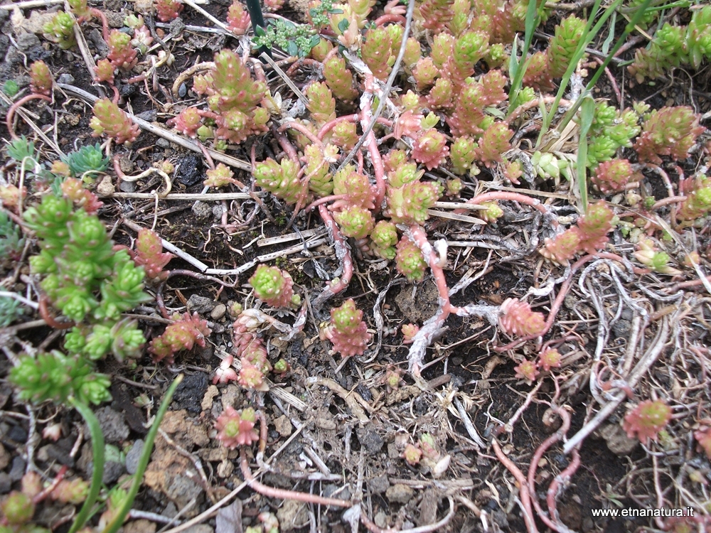 Sedum acre