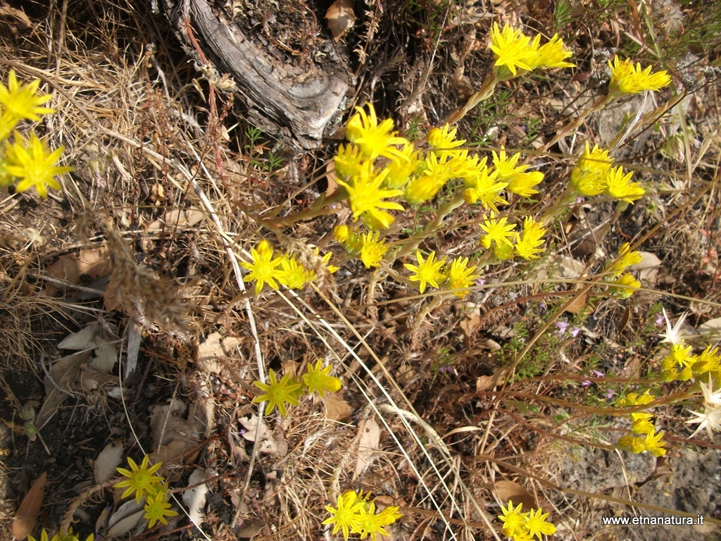 Sedum amplexicaule