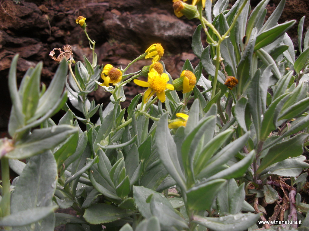 Senecio squalidus aethnensis