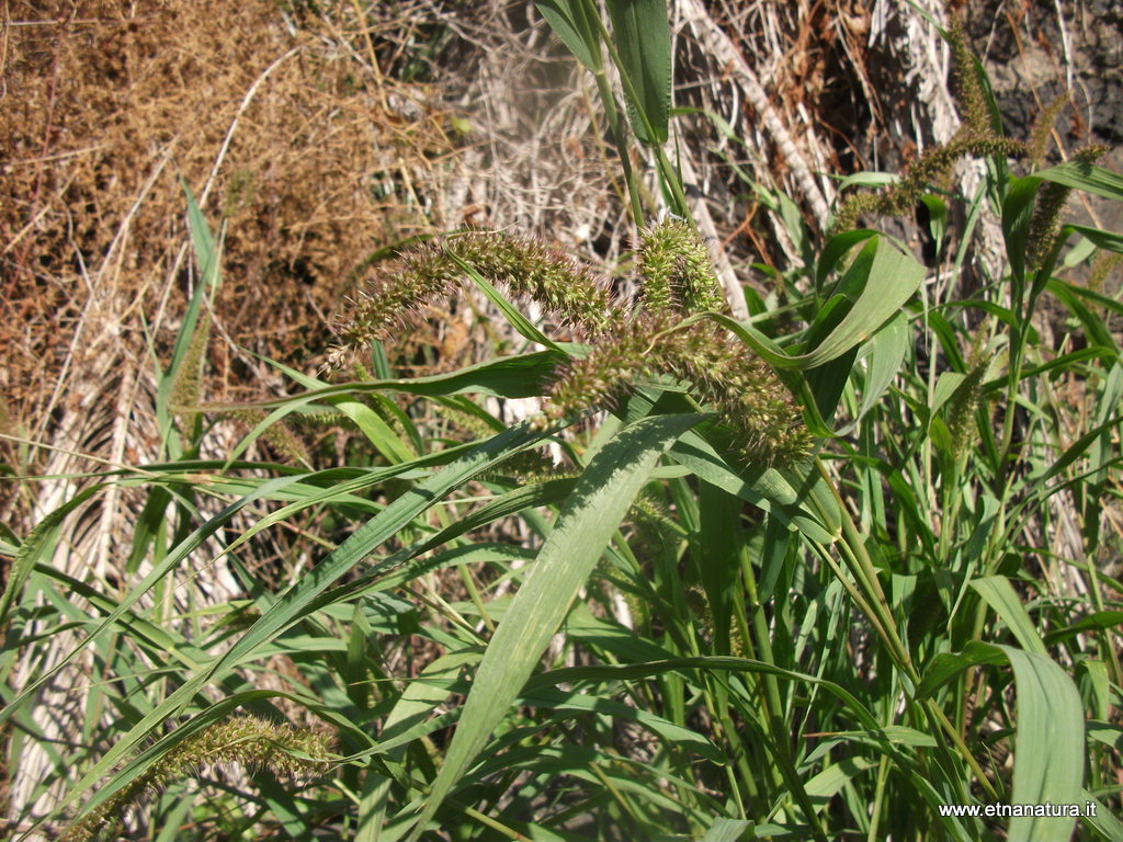 Setaria verticillata