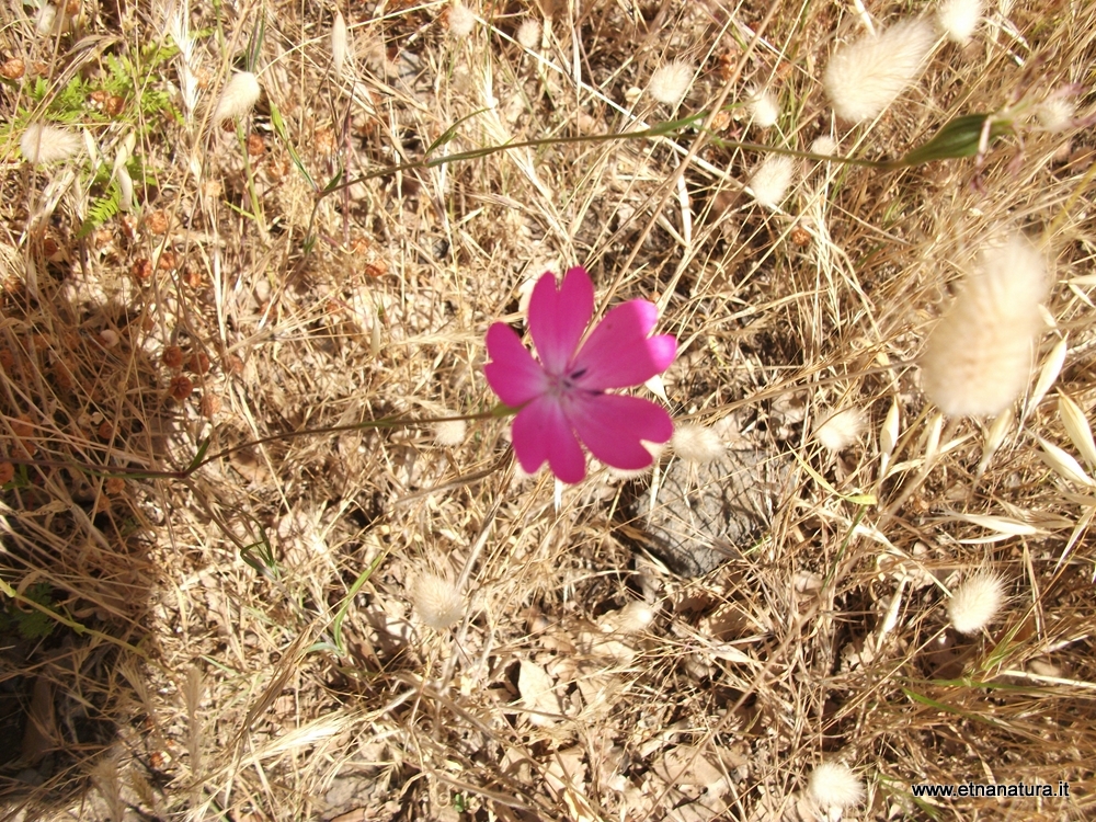 Silene coeli rosa