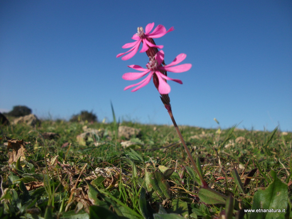 Silene colorata