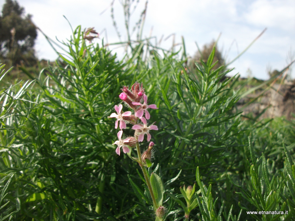 Silene gallica